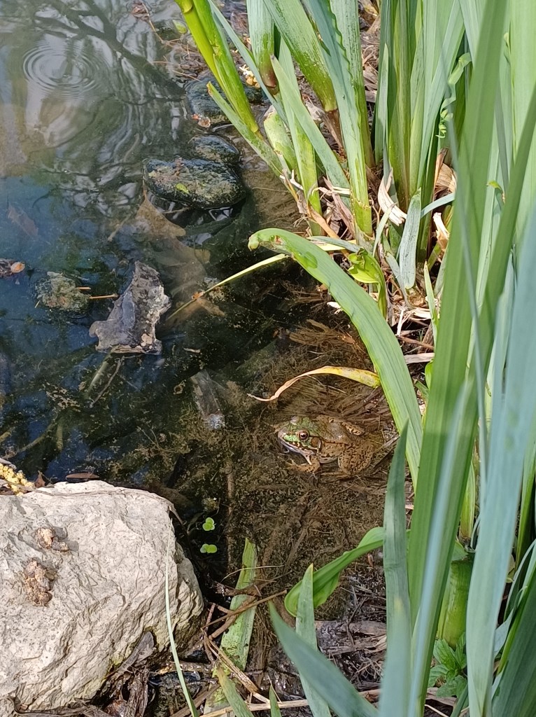 Frog sitting among reeds at the Duck Pond